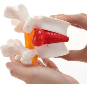 نموذج فتق القرص القطني البشري، نموذج العمود الفقري القطني الشفاف، مع برنامج مرن، اضغط لمحاكاة فتق القرص القطني in Kuwait