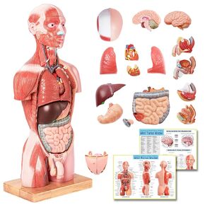 EVOTECH 2023 Newest Human Body Deluxe Musculature Model, 16 Pcs Removable 17 inch Human Torso Anatomy Model with Heart Head Skull Brain Skeleton Model for Medical Student, Lab & Classroom Use