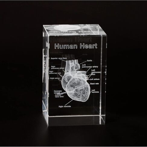 3D Human Tooth Crystal Model, Laser Etched Anatomical Model for Home and Office Decoration, Dentists Gifts in Kuwait
