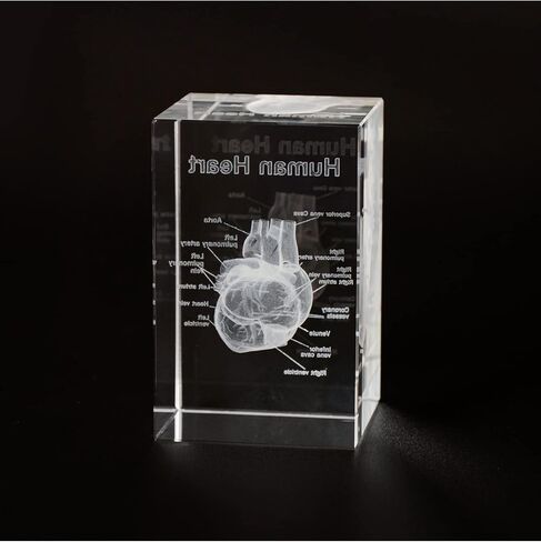 3D Human Tooth Crystal Model, Laser Etched Anatomical Model for Home and Office Decoration, Dentists Gifts in Kuwait