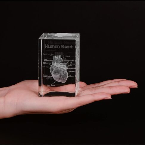 3D Human Tooth Crystal Model, Laser Etched Anatomical Model for Home and Office Decoration, Dentists Gifts in Kuwait
