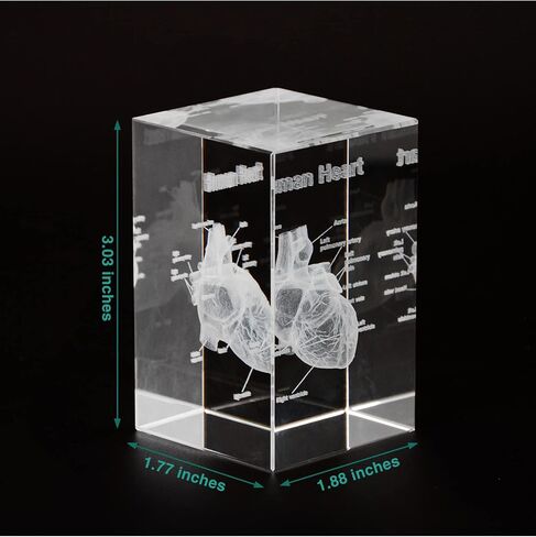 3D Human Tooth Crystal Model, Laser Etched Anatomical Model for Home and Office Decoration, Dentists Gifts in Kuwait