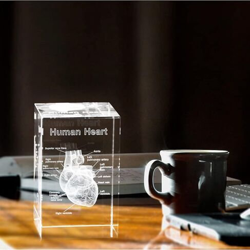 3D Human Tooth Crystal Model, Laser Etched Anatomical Model for Home and Office Decoration, Dentists Gifts in Kuwait