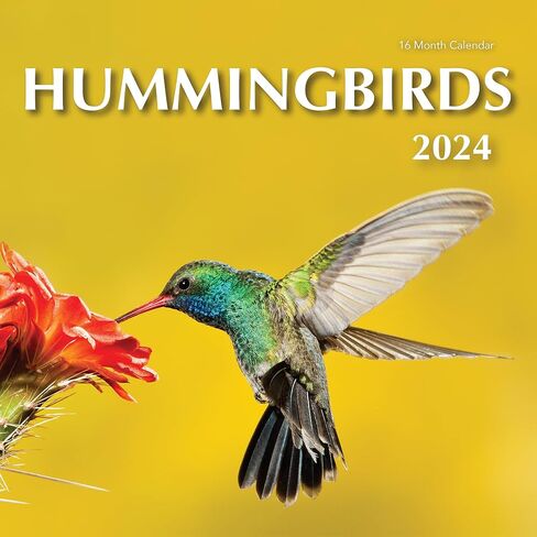 2024 Hummingbirds Hangable Wall Calendar Monthly - Beautiful Wildlife Bird Photo Gift - Birds Nature Photography - Gifting for Him Her- Sturdy 12" Large Full Page 16 Months Organizing & Planning - in Saudi Arabia