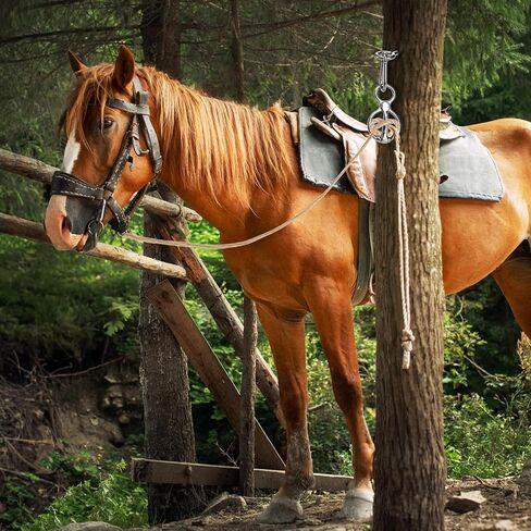 3 عبوات من حلقات ربط الخيول، حلقة ربط للخيول، ملحقات تدريب الخيول من الفولاذ المقاوم للصدأ 304 لمقطورات الخيول الداخلية والخارجية، أدوات حصان آمنة ومتينة بطريقة إنسانية in Kuwait