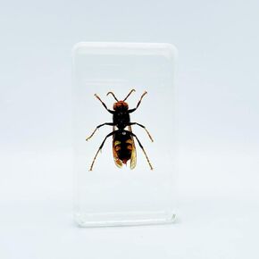 Assorted Styles of Beetle and Insect Specimens, Clear Amber Resin Material Ideal for Kids' Science Education, Collecting, and Home Decoration 2.4″*1.4″*0.7″ (No.43)