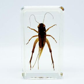 Assorted Styles of Beetle and Insect Specimens, Clear Amber Resin Material Ideal for Kids' Science Education, Collecting, and Home Decoration 2.4″*1.4″*0.7″ (No.43) in Kuwait