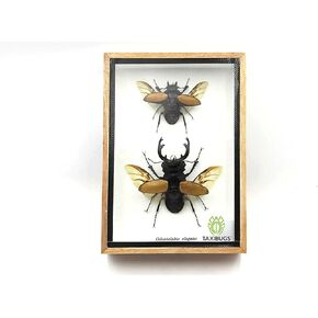 TAXIBUGS Real Beetle Display Taxidermy Odontolabis Elegans Insect Bug Entomology Box Wood Framed (Male & Female) (Black Wooden Box)