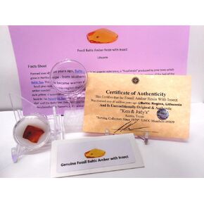 Genuine Fossil Baltic Amber Resin with Insect Inclusion from Lithuania with Free Magnifying Glass, Acrylic Display Stand, Fact Sheet & COA Bundle.