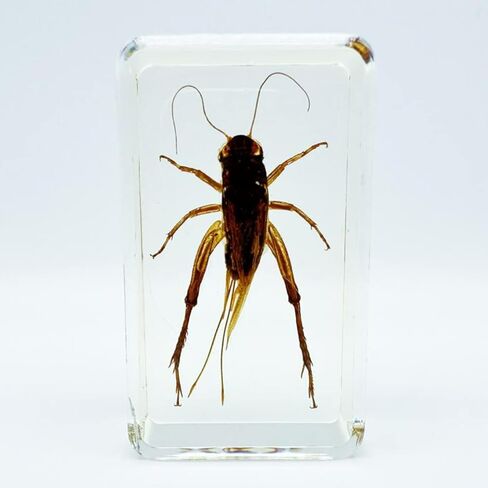 Assorted Styles of Beetle and Insect Specimens, Clear Amber Resin Material Ideal for Kids' Science Education, Collecting, and Home Decoration 2.4″*1.4″*0.7″ (No.43) in Kuwait