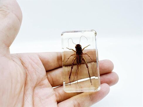 Assorted Styles of Beetle and Insect Specimens, Clear Amber Resin Material Ideal for Kids' Science Education, Collecting, and Home Decoration 2.4″*1.4″*0.7″ (No.43) in Kuwait