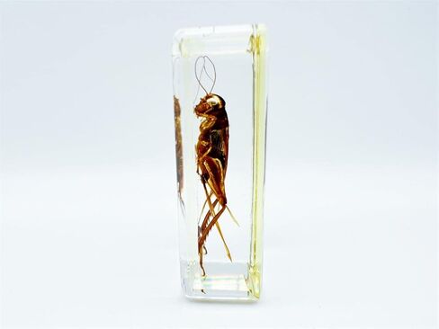 Assorted Styles of Beetle and Insect Specimens, Clear Amber Resin Material Ideal for Kids' Science Education, Collecting, and Home Decoration 2.4″*1.4″*0.7″ (No.43) in Kuwait