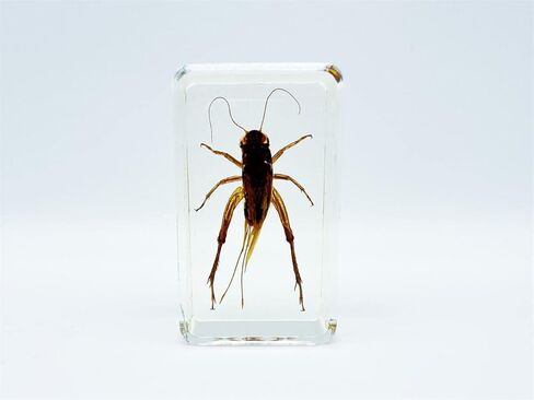 Assorted Styles of Beetle and Insect Specimens, Clear Amber Resin Material Ideal for Kids' Science Education, Collecting, and Home Decoration 2.4″*1.4″*0.7″ (No.43) in Kuwait