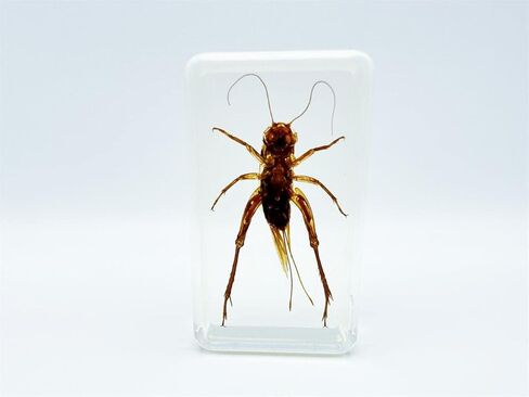 Assorted Styles of Beetle and Insect Specimens, Clear Amber Resin Material Ideal for Kids' Science Education, Collecting, and Home Decoration 2.4″*1.4″*0.7″ (No.43) in Kuwait