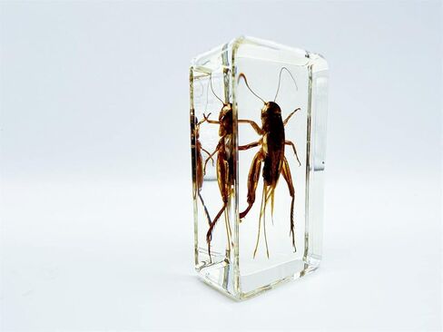 Assorted Styles of Beetle and Insect Specimens, Clear Amber Resin Material Ideal for Kids' Science Education, Collecting, and Home Decoration 2.4″*1.4″*0.7″ (No.43) in Kuwait