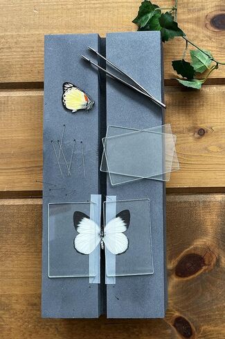 Insect Butterfly Mounting Spreading Board in Saudi Arabia