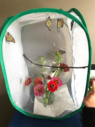 قفص منبثق للحشرات والفراشات - بطول 60.96 سم in Kuwait