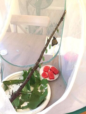 قفص منبثق للحشرات والفراشات - بطول 60.96 سم in Kuwait