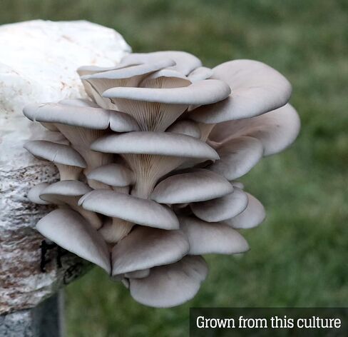 Mushroom Liquid Culture - Blue Oyster (Pleurotus ostreatus) in Saudi Arabia