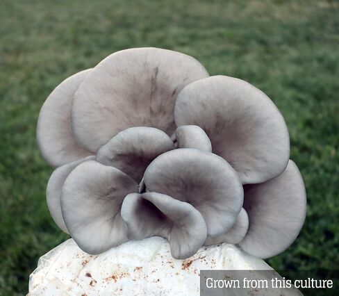 Mushroom Liquid Culture - Blue Oyster (Pleurotus ostreatus) in Saudi Arabia