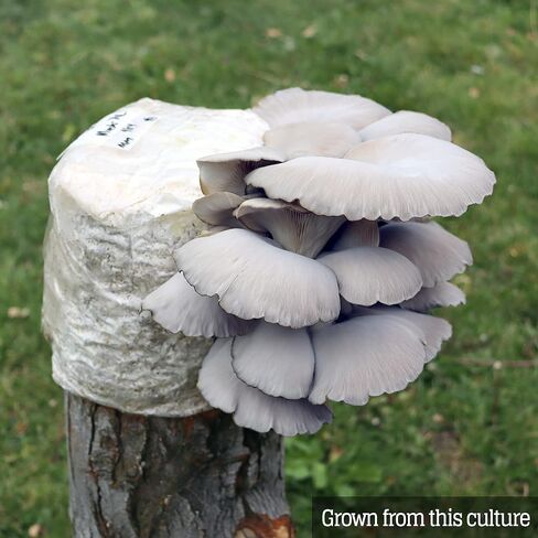 Mushroom Liquid Culture - Blue Oyster (Pleurotus ostreatus) in Saudi Arabia