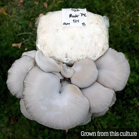 Mushroom Liquid Culture - Blue Oyster (Pleurotus ostreatus) in Saudi Arabia