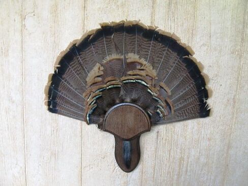 مجموعة تركيب The Taxidermists Woodshop Dark Oak Oak تركيا مع لوحة اللحية -02 in Kuwait