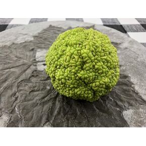 Concrete Resurrection Hand Crafted, Made in USA Cement Decorative Hedge Apples Pomifera, Hedge Balls, Osage Oranges, Home Decor (3) in Saudi Arabia