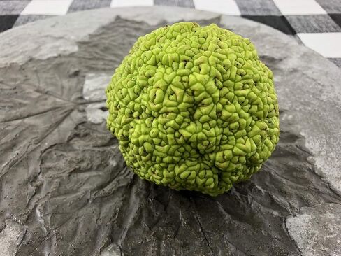 Concrete Resurrection Hand Crafted, Made in USA Cement Decorative Hedge Apples Pomifera, Hedge Balls, Osage Oranges, Home Decor (3) in Saudi Arabia