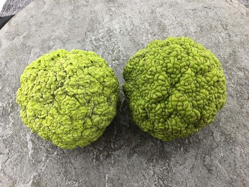 Concrete Resurrection Hand Crafted, Made in USA Cement Decorative Hedge Apples Pomifera, Hedge Balls, Osage Oranges, Home Decor (3) in Saudi Arabia