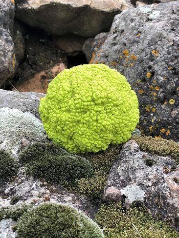 Concrete Resurrection Hand Crafted, Made in USA Cement Decorative Hedge Apples Pomifera, Hedge Balls, Osage Oranges, Home Decor (3) in Saudi Arabia