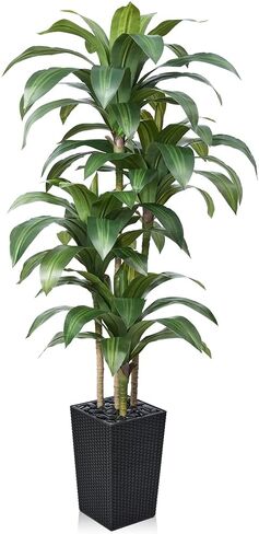 شجرة Dracaena الاصطناعية بطول 6 أقدام - شجرة وهمية مع زارع مستدق أسود وحصى - نبات يوكا صناعي مقاوم للأشعة فوق البنفسجية - أشجار صناعية للمنزل والمكتب وغرفة المعيشة وديكور داخلي وخارجي in Kuwait
