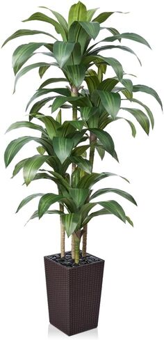 شجرة Dracaena الاصطناعية بطول 6 أقدام - شجرة وهمية مع زارع مستدق أسود وحصى - نبات يوكا صناعي مقاوم للأشعة فوق البنفسجية - أشجار صناعية للمنزل والمكتب وغرفة المعيشة وديكور داخلي وخارجي in Kuwait