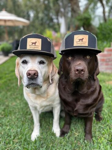 قبعة Laguna Beach Labradors Camo ذات حافة مسطحة لسائقي الشاحنات، قبعة بيسبول شبكية Snapback مع رقعة جلدية مخصصة، أخضر عسكري، أسود، أسمر ضارب للصفرة، مقاس واحد. عاشق لابرادور المسترد in Saudi Arabia