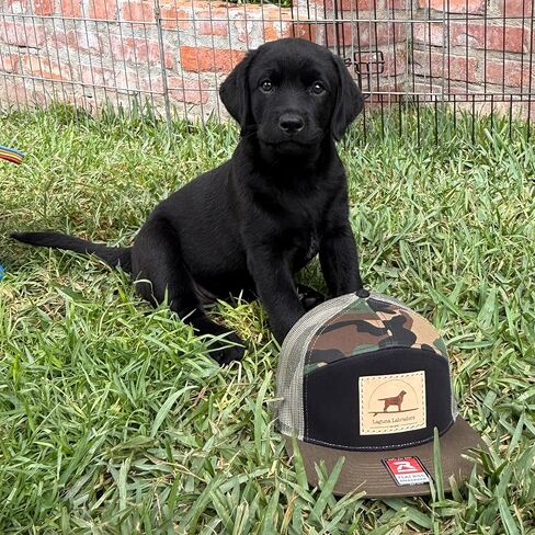 قبعة Laguna Beach Labradors Camo ذات حافة مسطحة لسائقي الشاحنات، قبعة بيسبول شبكية Snapback مع رقعة جلدية مخصصة، أخضر عسكري، أسود، أسمر ضارب للصفرة، مقاس واحد. عاشق لابرادور المسترد in Saudi Arabia