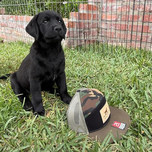 قبعة Laguna Beach Labradors Camo ذات حافة مسطحة لسائقي الشاحنات، قبعة بيسبول شبكية Snapback مع رقعة جلدية مخصصة، أخضر عسكري، أسود، أسمر ضارب للصفرة، مقاس واحد. عاشق لابرادور المسترد in Saudi Arabia