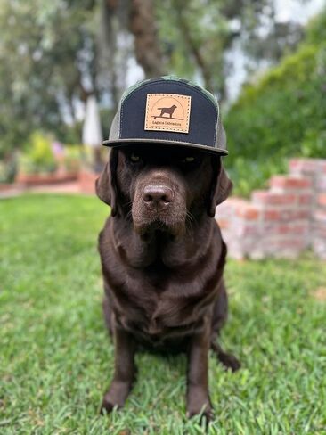 قبعة Laguna Beach Labradors Camo ذات حافة مسطحة لسائقي الشاحنات، قبعة بيسبول شبكية Snapback مع رقعة جلدية مخصصة، أخضر عسكري، أسود، أسمر ضارب للصفرة، مقاس واحد. عاشق لابرادور المسترد in Saudi Arabia