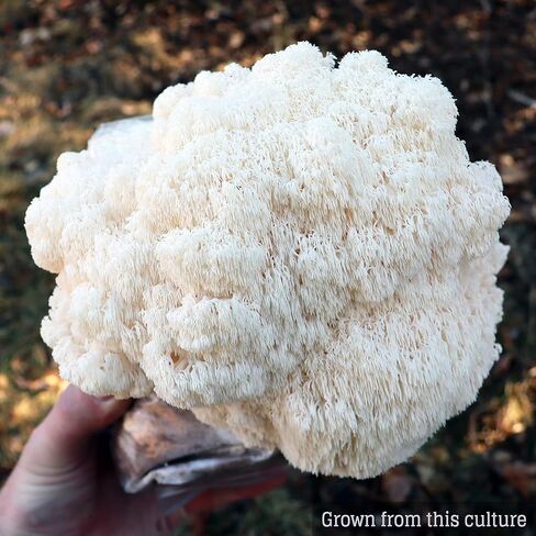 Mushroom Liquid Culture - Lion's Mane (Hericium Erinaceus) in Saudi Arabia