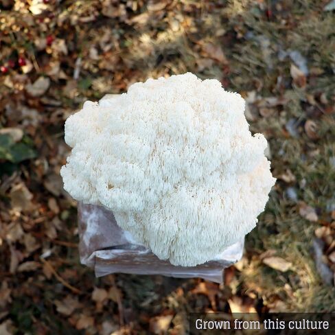 Mushroom Liquid Culture - Lion's Mane (Hericium Erinaceus) in Saudi Arabia