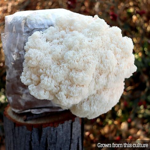 Mushroom Liquid Culture - Lion's Mane (Hericium Erinaceus) in Saudi Arabia