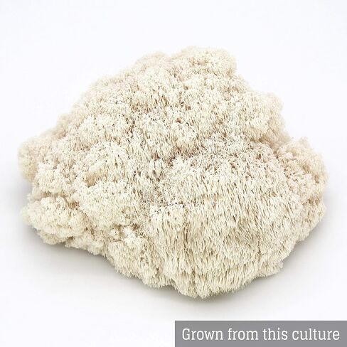 Mushroom Liquid Culture - Lion's Mane (Hericium Erinaceus) in Saudi Arabia