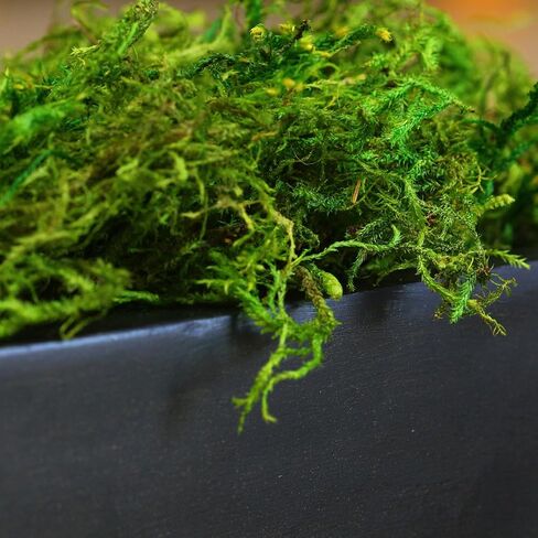 SuperMoss Forest Moss Preserved Lasting Decorative Long Fibers for Potted Plants and Crafts, Fresh Green in Saudi Arabia