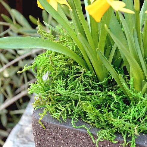 SuperMoss Forest Moss Preserved Lasting Decorative Long Fibers for Potted Plants and Crafts, Fresh Green in Saudi Arabia