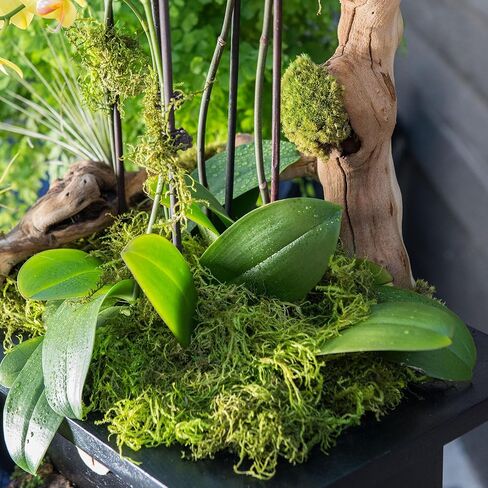 SuperMoss Forest Moss Preserved Lasting Decorative Long Fibers for Potted Plants and Crafts, Fresh Green in Saudi Arabia