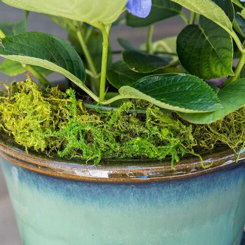 SuperMoss Forest Moss Preserved Lasting Decorative Long Fibers for Potted Plants and Crafts, Fresh Green in Saudi Arabia