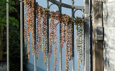 6PCS Artificial Succulents Hanging Plants,27.5 Inch Fake String of Pearls Greenery Plants 5 Branches for Home Garden Office Party Balcony Wall Indoor Outdoor Decoration in Saudi Arabia