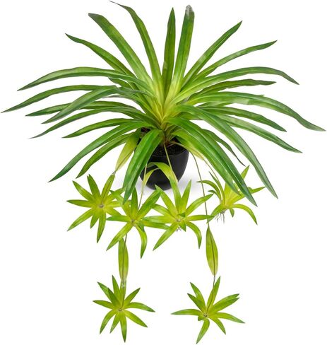 Fake Grass Plant in Pot Artificial Spider Plants 12 Inch Faux Chlorophytum Comosum Potted Plants for Home Office Table Shelf Kitchen Bathroom Bedroom Decor in Saudi Arabia