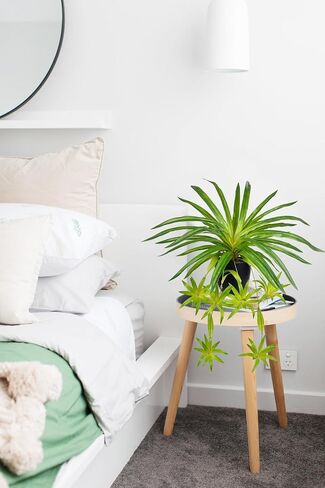 Fake Grass Plant in Pot Artificial Spider Plants 12 Inch Faux Chlorophytum Comosum Potted Plants for Home Office Table Shelf Kitchen Bathroom Bedroom Decor in Saudi Arabia