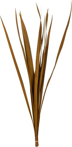 Vickerman 18-30" Brown Snake Grass. Includes 36 Stems (3 - 12 Stem Bundles), Dried in Saudi Arabia