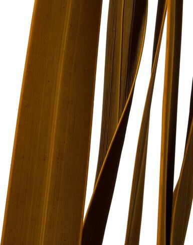 Vickerman 18-30" Brown Snake Grass. Includes 36 Stems (3 - 12 Stem Bundles), Dried in Saudi Arabia